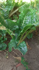 Beta vulgaris