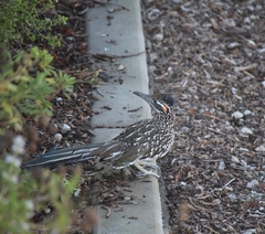Geococcyx californianus