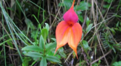 Masdevallia veitchiana