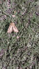Noctuoidea