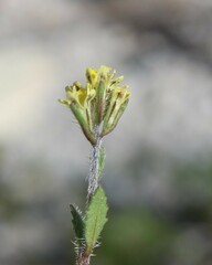 Scrophulariaceae