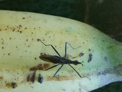 Telostylinus lineolatus