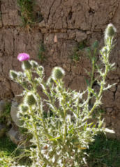 Cirsium vulgare