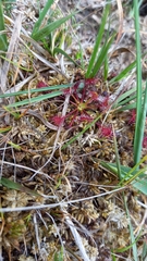 Drosera intermedia