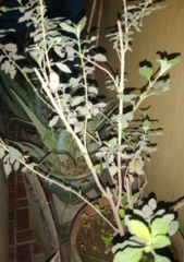 Magnoliopsida