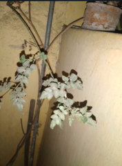 Dicoria canescens