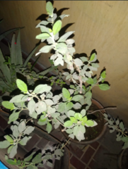 Dysphania ambrosioides