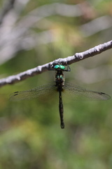 Somatochlora walshii