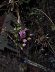 Cantua buxifolia