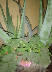 Aloe