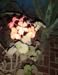 Pelargonium