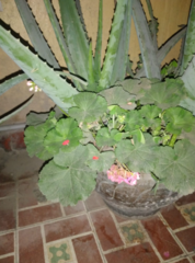 Pelargonium