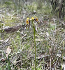 Diuris palustris