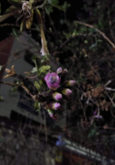 Epidendrum fimbriatum