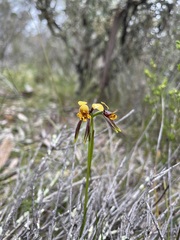 Diuris palustris