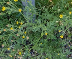 Senecio viscosus