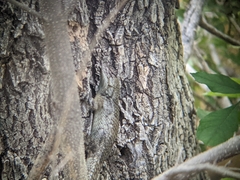 Sceloporus clarkii