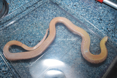 Oligodon fasciolatus