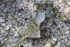 Trachyandra revoluta