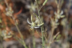 Trachyandra revoluta