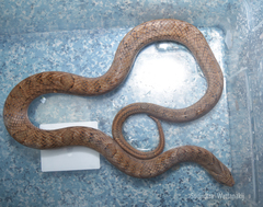 Oligodon fasciolatus