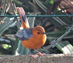 Cossypha natalensis natalensis