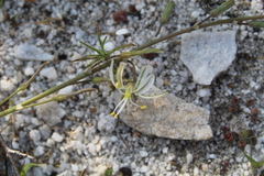 Trachyandra revoluta