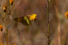 Colias myrmidone