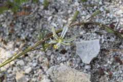 Trachyandra revoluta