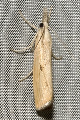 Agriphila inquinatella