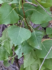 Populus fremontii