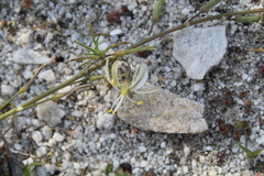 Trachyandra revoluta