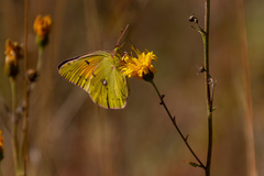 Colias myrmidone