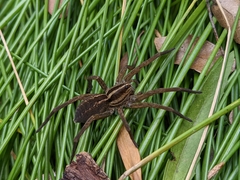 Lycosoidea