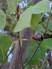 Populus fremontii