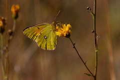 Colias myrmidone