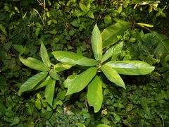 Litsea glutinosa