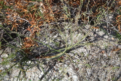 Trachyandra revoluta