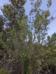 Populus fremontii