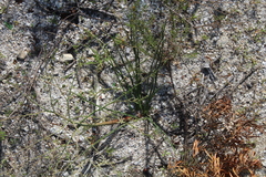 Trachyandra revoluta