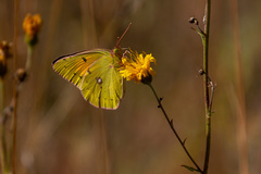Colias myrmidone