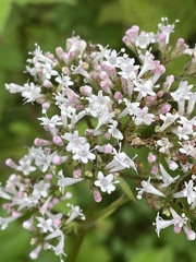 Valeriana