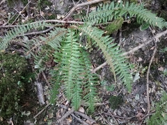 Polystichum aculeatum