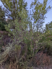 Populus fremontii