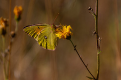 Colias myrmidone