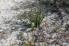 Trachyandra revoluta