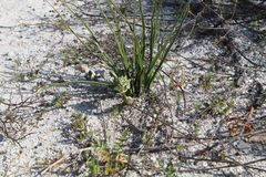 Trachyandra revoluta