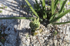 Trachyandra revoluta