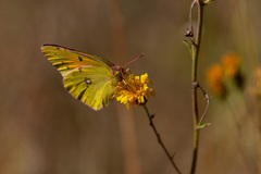 Colias myrmidone