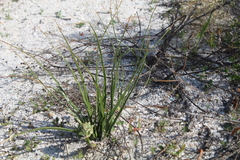 Trachyandra revoluta